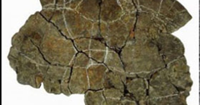 Phát hiện hóa thạch ’rùa mai dày’ ở Columbia