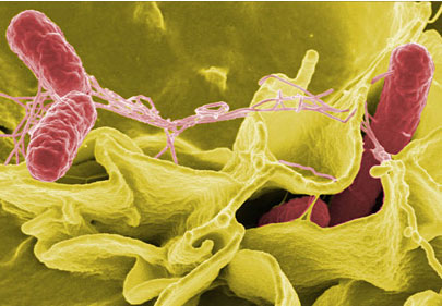 Chiến lược tấn công của vi khuẩn salmonella