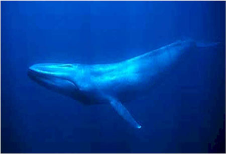Phân cá voi làm chậm lại sự ấm lên toàn cầu 