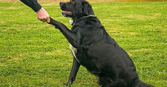 Động vật cũng có chi thuận 