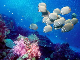 Bảo vệ sự sống các sinh vật trong lòng đại dương