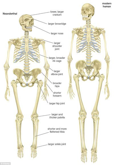 Con người mang gien của người Neanderthal?