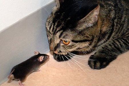 Vì sao chuột sợ mùi mèo