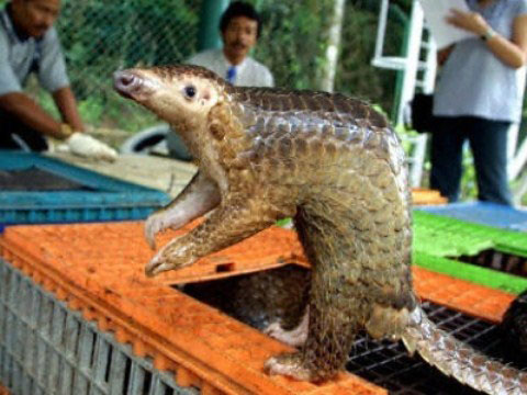 Khám phá những cách tự vệ kì lạ của động vật