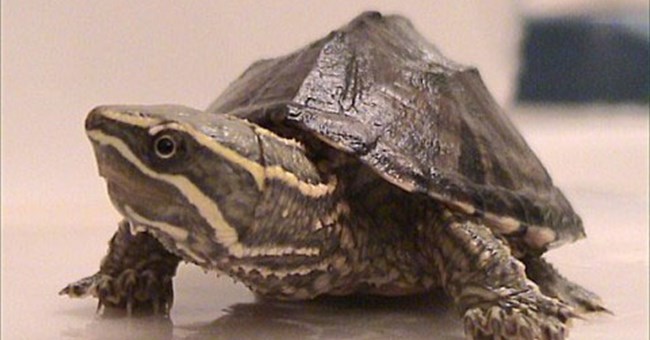 Phát hiện loài rùa thở bằng lưỡi