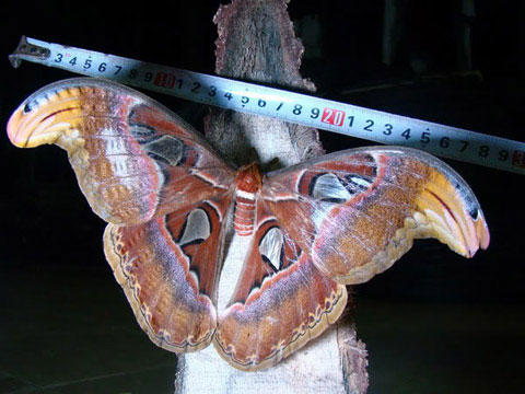 Tìm thấy con bướm khổng lồ ở Việt Nam