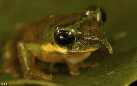 Phát hiện loài ếch có chiếc mũi Pinocchino