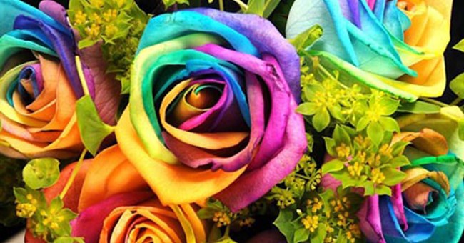 Ngắm hoa hồng đa sắc độc đáo