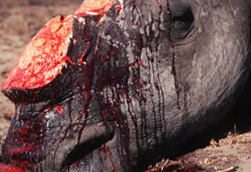 Con tê giác cuối cùng ở Việt Nam đã bị bắn chết?