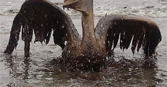 Động vật gặp họa vì tràn dầu 