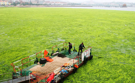 Đám tảo khổng lồ ở Trung Quốc phình to