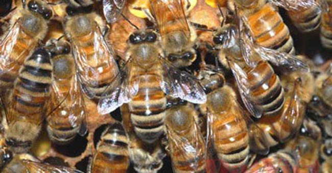 10 loài vật nhỏ nguy hiểm ở Việt Nam