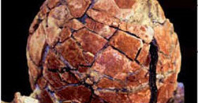 Khủng long ấp trứng trên mạch nước nóng 