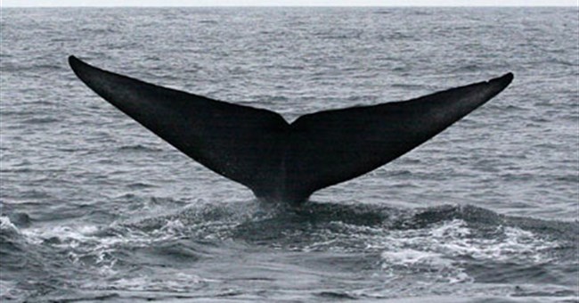 Phát hiện quần thể cá voi nhỏ nhất thế giới