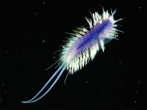 10 động vật biển kỳ lạ 