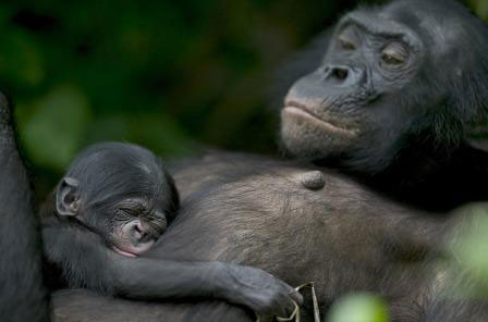 Loài Bonobo rất gần gũi với con người