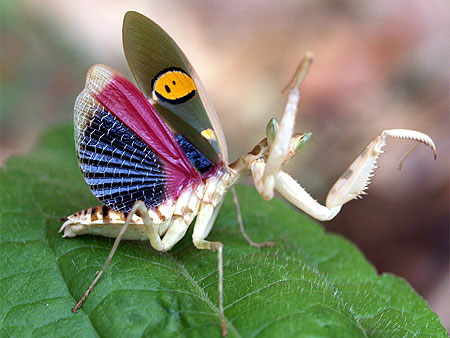 10 loài côn trùng kỳ lạ ở Việt Nam 