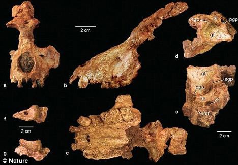 Phát hiện hóa thạch tổ tiên cuối cùng của người và khỉ