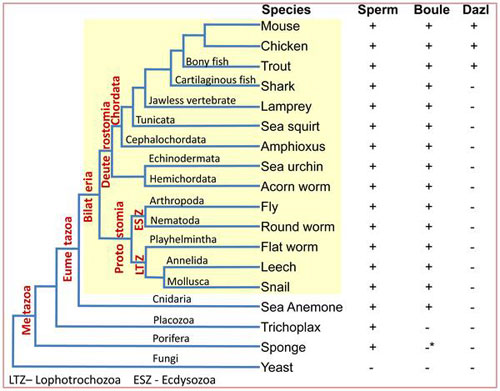 Tinh trùng đã 600 triệu tuổi