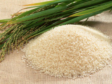 Loại gạo mới ngâm nước ấm cũng chín
