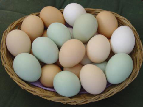 Ăn trứng – cân nặng giảm xuống, trí tuệ tăng lên