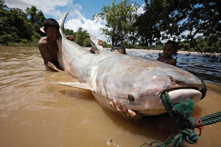 Đập trên sông Mekong đe dọa những loài cá lớn