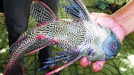 Bắt được 'quái ngư' phát ra tiếng kêu như ếch