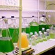 Argentina sản xuất nhiên liệu sinh học từ tảo biển