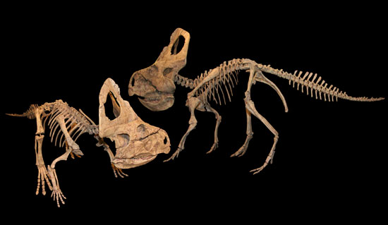 Phát hiện chủng mới khủng long Ceratopsidae