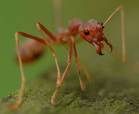 Từ kiến sẽ khám phá ra quá trình lão hoá ở người