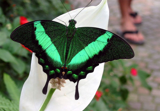 Học cách chống tiền giả từ cánh bướm
