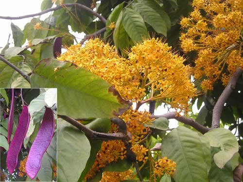 Vườn Quốc gia Phong Nha - Kẻ Bàng nhân giống thành công 5 loài cây quý