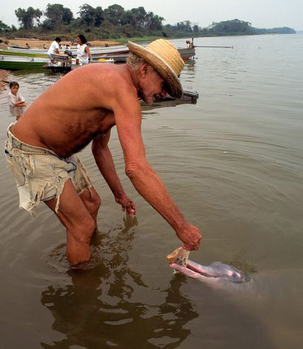 Cá heo sông