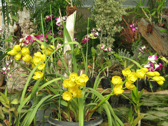 Một số kinh nghiệm trồng hoa lan