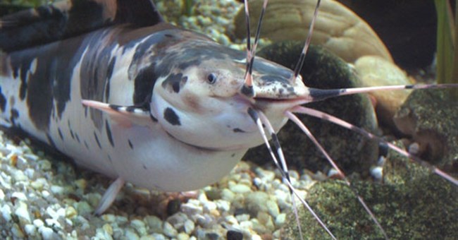 Những cuộc tàn phá của động vật ngoại lai