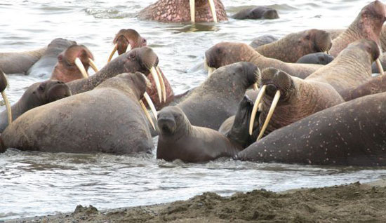 Hàng vạn con hải mã xếp hàng trên bờ biển Alaska