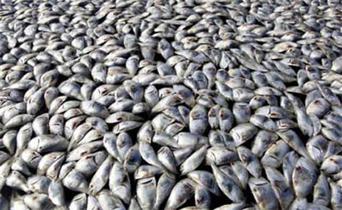 Bàng hoàng với bạt ngàn cá chết ở Louisiana