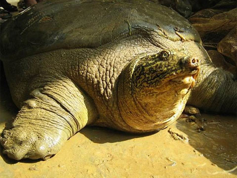 Rùa Hoàn Kiếm dẫn đầu nguy cơ tuyệt chủng 