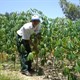 Tìm nguyên liệu cho nhà máy sản xuất Ethanol