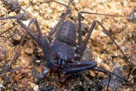 Phát hiện thêm bốn loài bọ cạp mới tại Indonesia