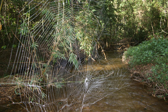 Mạng nhện dài 25 m 