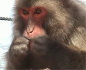 Loài khỉ biết làm sạch răng giống con người