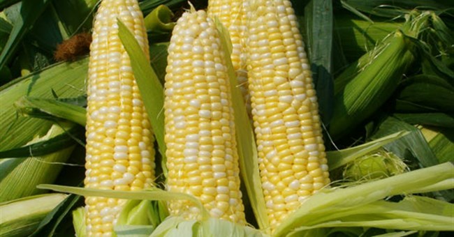 Mexico lai tạo thành công giống ngô chịu khô hạn 