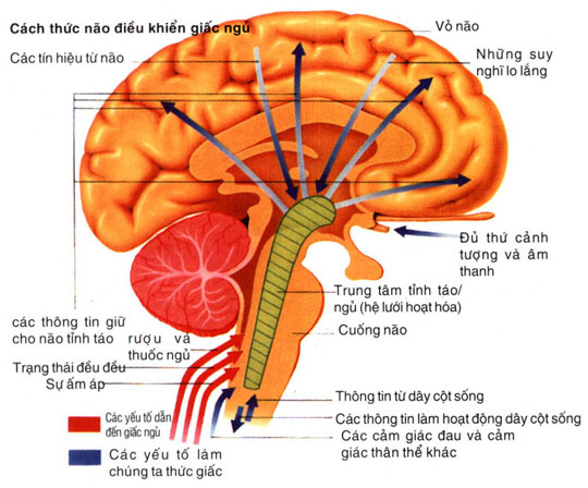 Khiếm khuyết gen khiến cho kích thước não nhỏ 