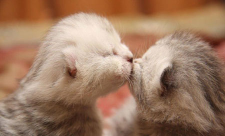 Hãy xem bức ảnh đáng yêu này về hai chú mèo đang hôn nhau nhé! Chắc chắn bạn sẽ được xem một khoảnh khắc tình yêu ngọt ngào của các bé mèo thú vị đó!