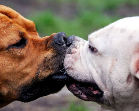 Nụ hôn của loài vật: Bạn đã bao giờ tự hỏi những nụ hôn của loài vật sẽ như thế nào chưa? Hãy xem những hình ảnh đáng yêu và cảm nhận sự ngọt ngào của những nụ hôn này!