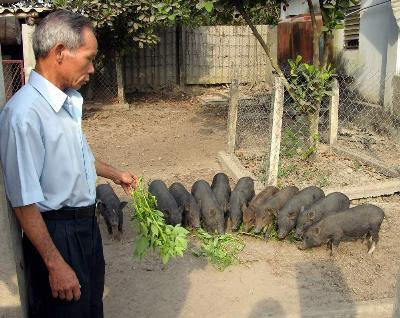Kỹ thuật nuôi heo rừng thuần chủng