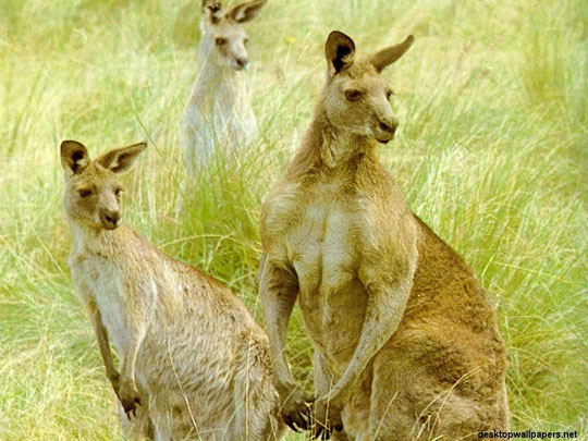Ăn thịt Kangaroo góp phần làm giảm lượng khí thải 