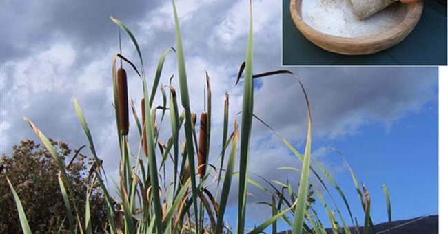 Phát hiện loài người biết chế biến món ăn cách đây 20.000 năm