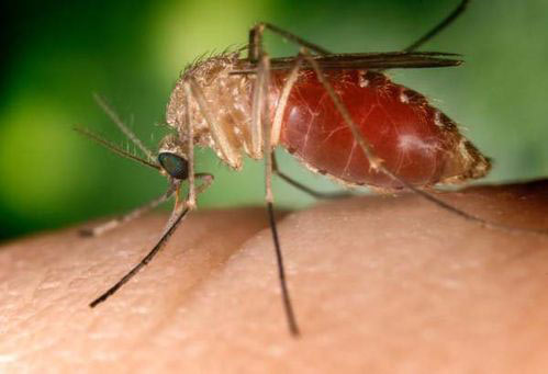 Giải mã bộ gen di truyền của loài muỗi vằn Quinquefasciatus